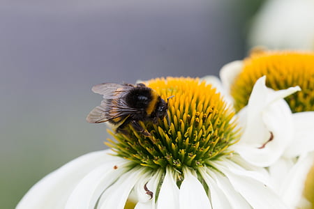 insekt, makro, humla, bina, naturen, Bee, blomma