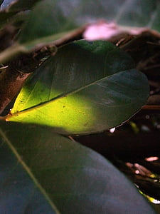 laurel, leaf, illuminated, light, green, sunbeam, sun
