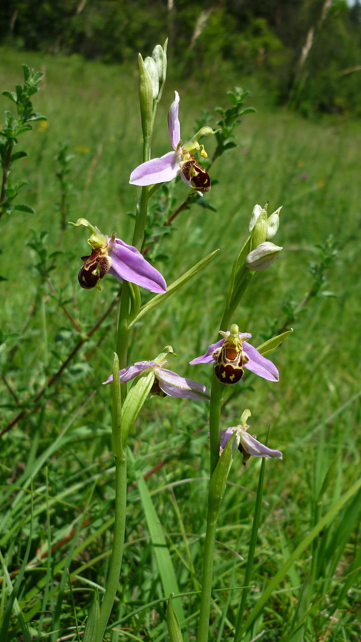 Bee orchid, Jerman anggrek, Gunung padang rumput, sering, sekali langka, serangga-anggrek, dilindungi