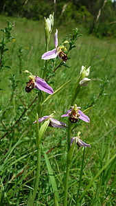 Bee orchid, tysk orkidé, bjerg-eng, ofte, endnu en sjælden, insekt-orkidé, beskyttet