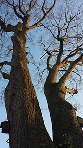 χειμωνιάτικο ήλιο, αισθητική, δέντρο, Kahl