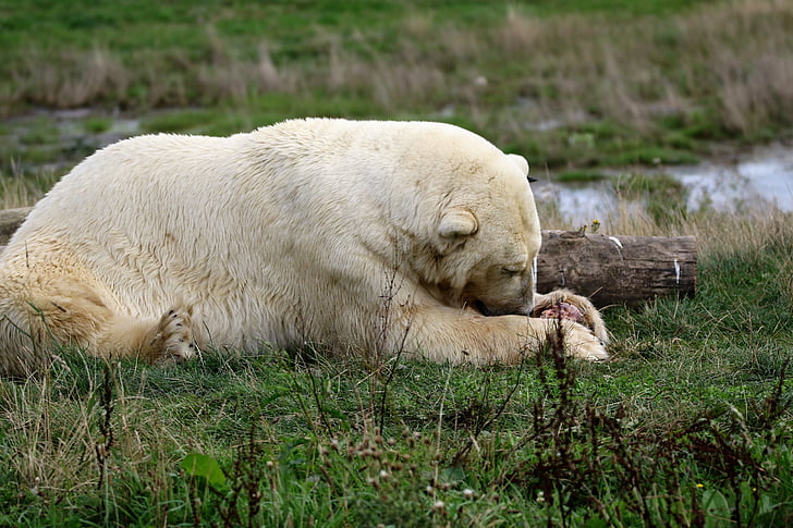 полярна мечка, бяло, мечка, полярна, бозайник, животните, дива природа