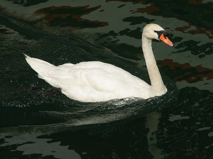 swan, lucerne, switzerland, bird, nature, lake, animal
