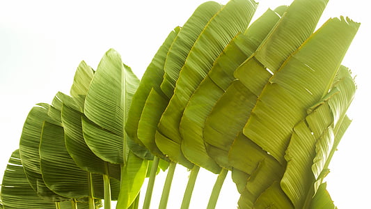 palmier, Brésil, vert