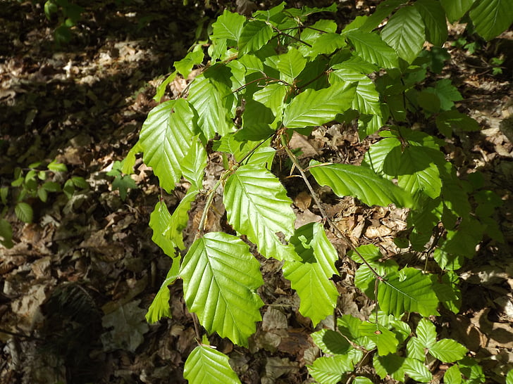 beech leaves, beech, leaves, may green, nature, leaf, plant