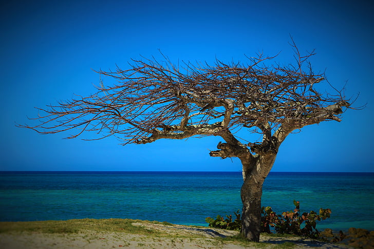 Куба, лято, дърво, изсъхнали дървета, красотата на природата, природата, море