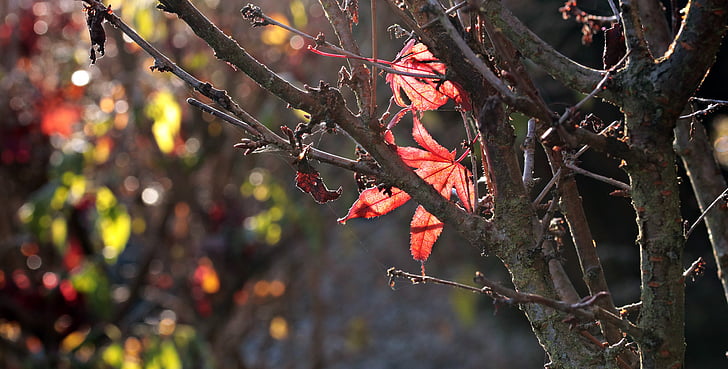 herfst, backlit shot, Bladeren, rode bladeren, vallende bladeren, kleurrijke, boom
