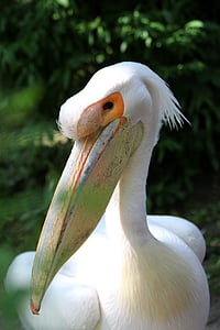 balta pelikāns, putns, pelikāns, Pelecanus onocrotalus, knābis, acs, putna galva