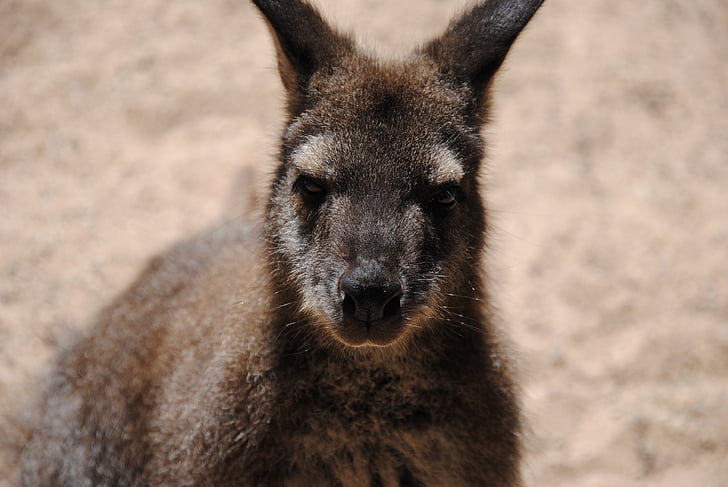 animal, canguru, deserto, Outback, Austrália, vida selvagem, fauna