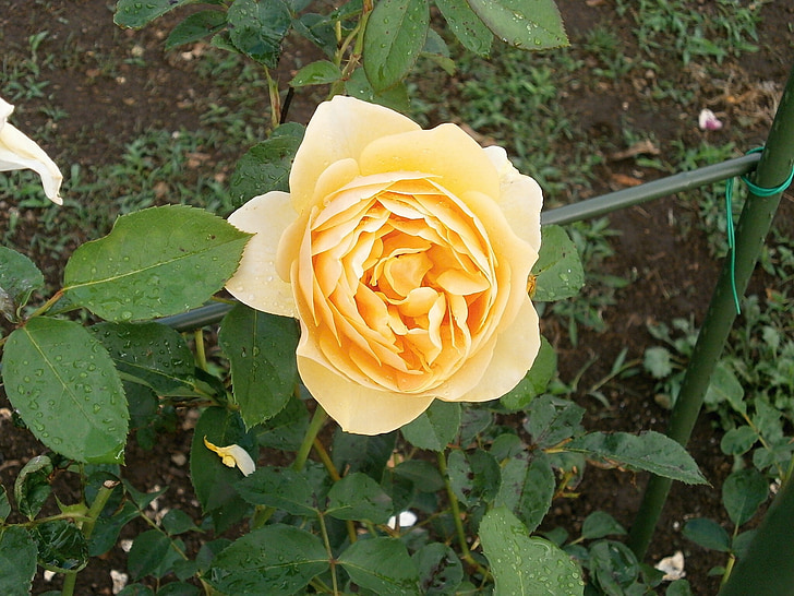 Rožė, kreminės spalvos, rožių sodas
