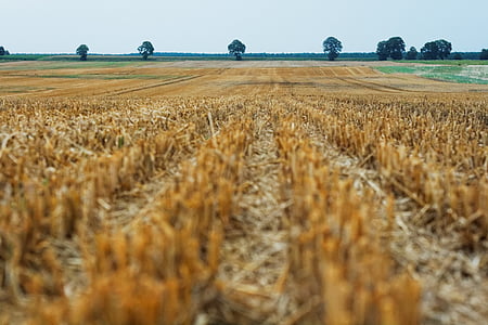 pertanian, bidang, gandum, panen, pertanian, adegan pedesaan, tanaman