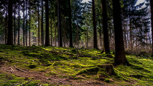 forest, moss, mystical, nature, tree stump, green, trees