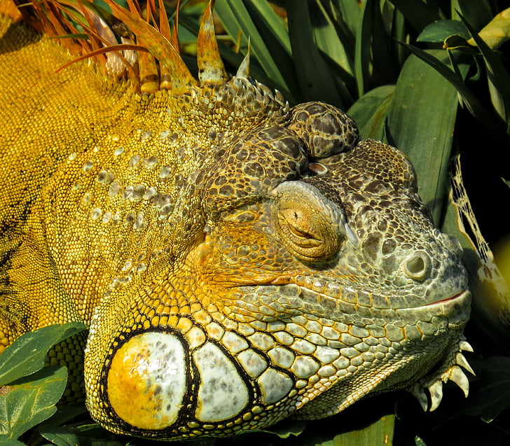 iguana, close, reptile, lizard, scaly, dragon, scale