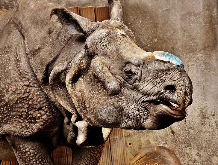 Rhino, zvíře, Svět zvířat, Pachyderm, nosorožce, Zoo, kůže