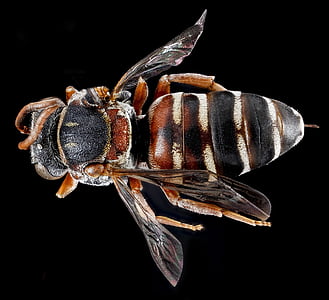Kukułka bee, owad, ma, Cro, Natura, dzikich zwierząt, zamontowany