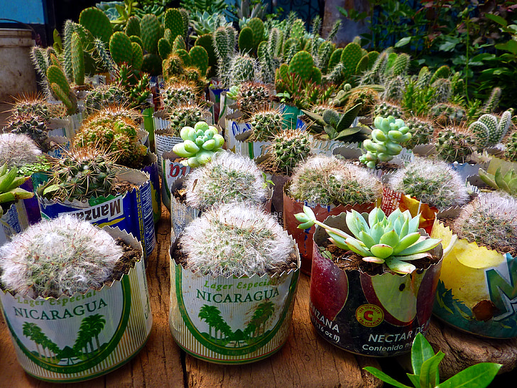 kaktus, biljka, bobina, Nikaragva