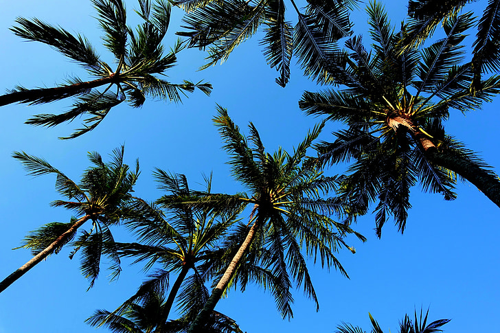palmieri, cer, albastru, soare, vacanta, plajă, exotice