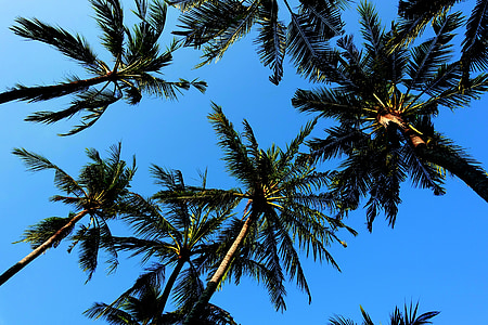 palm trees, sky, blue, sun, holiday, beach, exotic