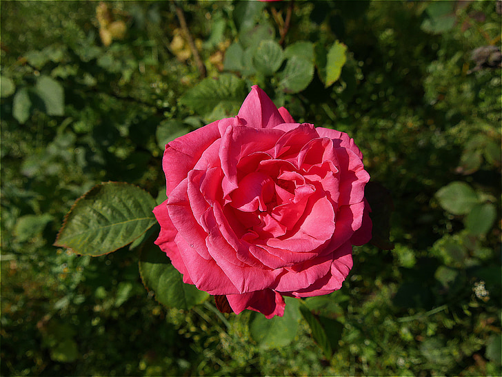 Rózsa, virág, Pink rose, természet, növény, kerti növény