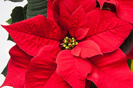 Poinsettia, Euphorbia, Merak, adventsstern, bintang Natal, tanaman berbunga, II