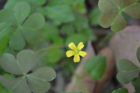yellow, wild flowers, green leaf
