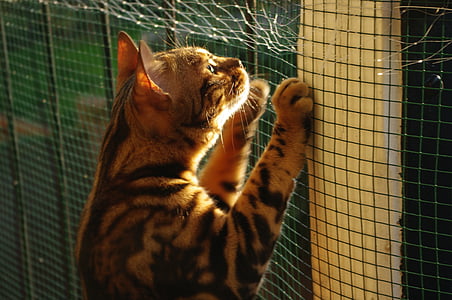 katė, Bengalijos, saulėta