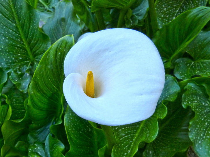 hvid lilje, overhead-visning, blomst, skønhed, natur, plante, blad