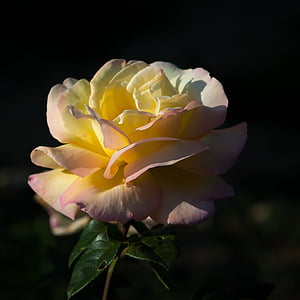 Rožė, rožių arbata, geltona