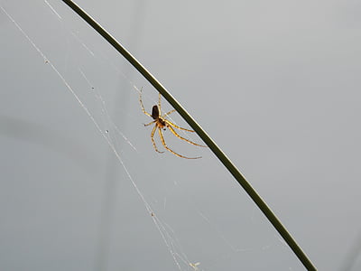 spider, nature, insect, spider Web, arachnid, animal