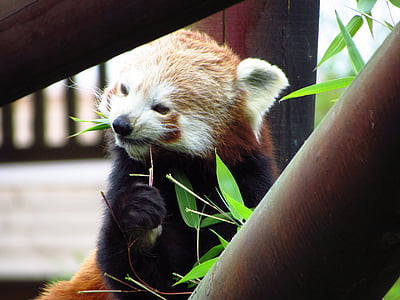 piros, Panda, Vörös panda, eszik, ül, állat, vadon élő állatok