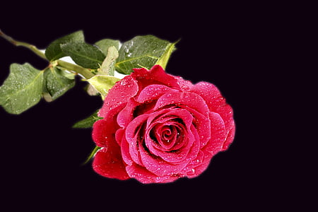steg, blomst, rød rose