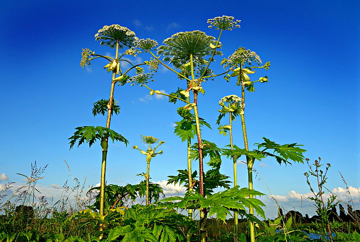 hogweed gigante, planta, Heracleum, flores silvestres, venenoso, tóxico, selvagem