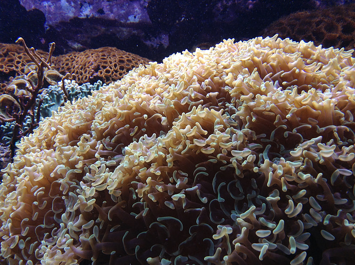 Coral, Příroda, Fotografie, oceán, voda, Marine, akvárium