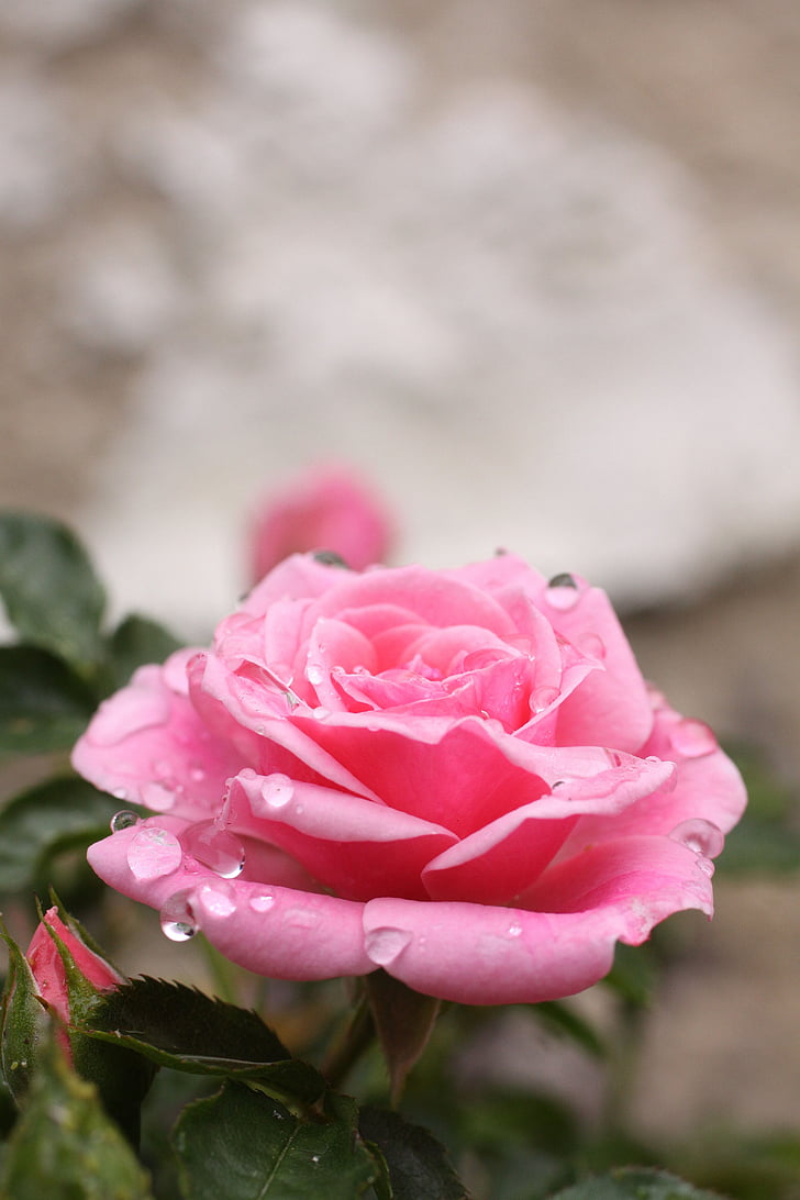 tõusis, lill, õis, Bloom, roosa õitega, roosa, vihmapiisk