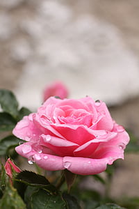 rose, flower, blossom, bloom, rose bloom, pink, raindrop