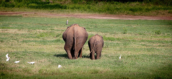 slon, premjestiti, natrag, Safari, guza, divlje životinje, stražnji