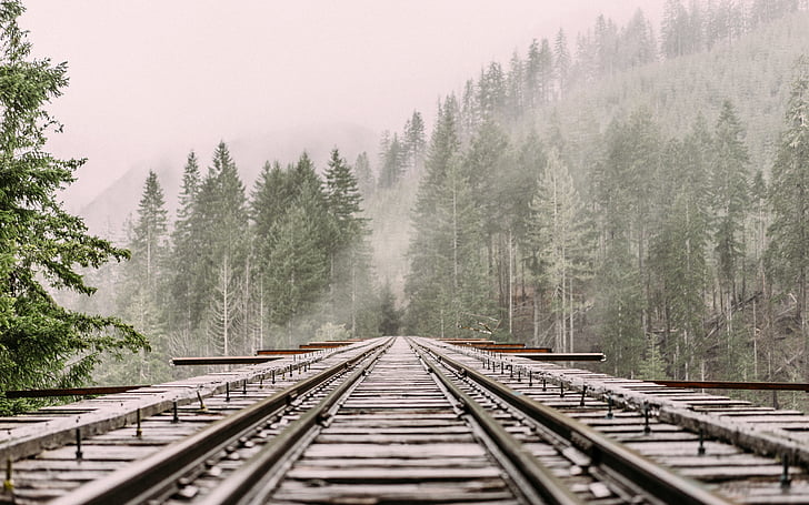 railway, railroad tracks, train tracks, pine trees, cold, alpine, mist