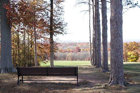outside, nature, bench, park, wooden, outdoor, season