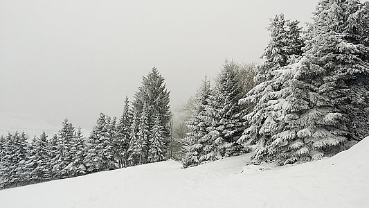 téli, fenyők, hó, hideg, erdő, tűlevelű erdők, december