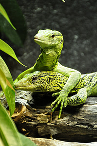 yellow spotted baumwaran, monitor, tree monitor, green, reptile, lizard