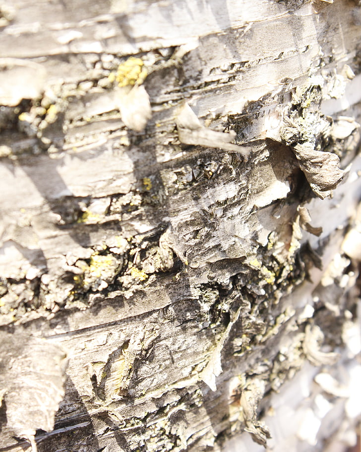 escorça, arbre, fusta, tronc, macro, textura, gris