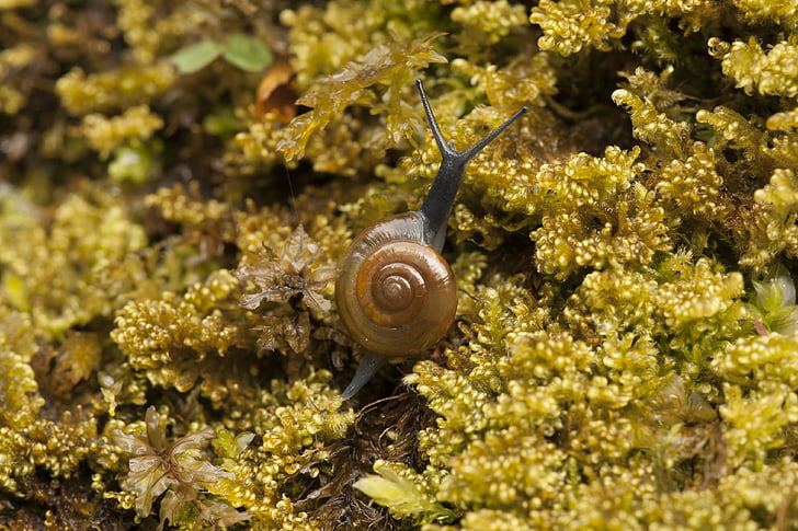 snail, moss, nature, animal, close-up, mollusk