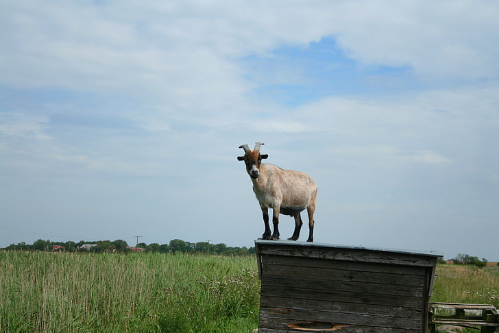 geit, dier, grappig, Billy goat, nieuwsgierig, grasland, vee