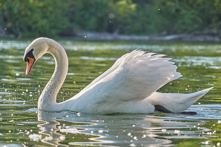 Swan, apa, înot, alb, pur şi simplu, monogame, pasăre de apă