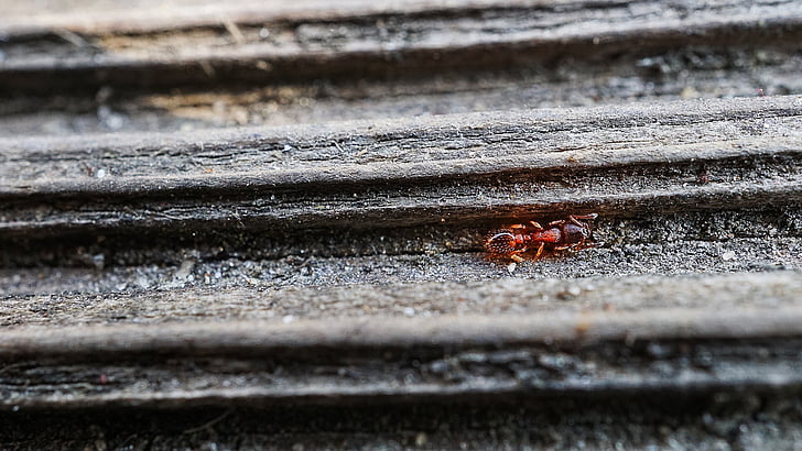 μυρμήγκι, ξύλο, μακροεντολή