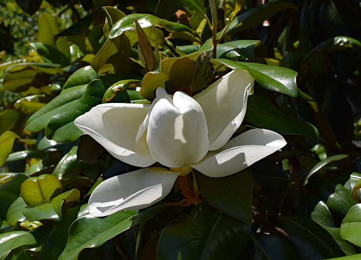 Bữa ăn tối-tấm magnolia, Hoa khai trương, Mộc Lan, cây, thực vật, Sân vườn, Thiên nhiên
