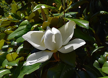 dinner-plate magnolia, flower opening, magnolia, tree, plant, garden, nature