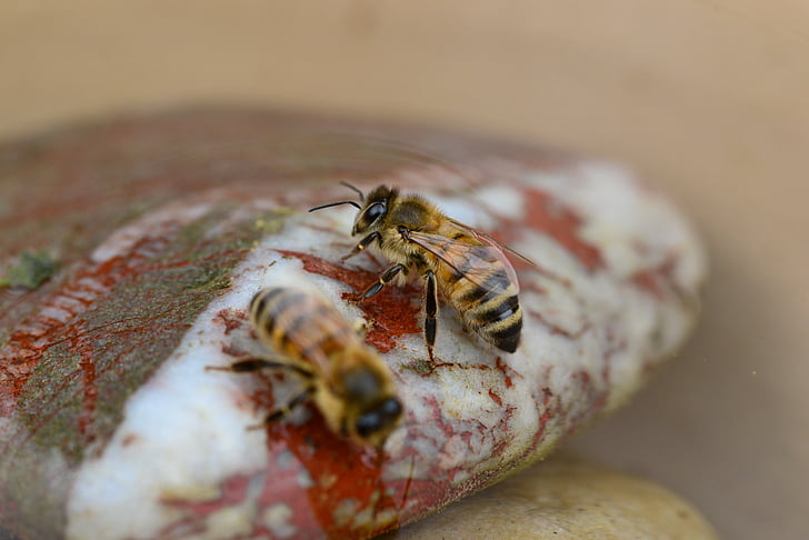 medu, čebela, vode, buckfast, insektov, kamen, krvi