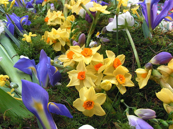 jarné kvety, Narcis, Iris, kvety, jar, Kvetinová, Narcis
