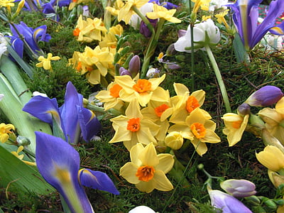 flori de primavara, narcis, Iris, flori, primavara, florale, narcisă galbenă